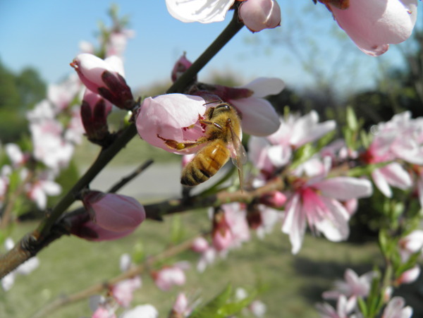 春天桃花蜜蜂花朵