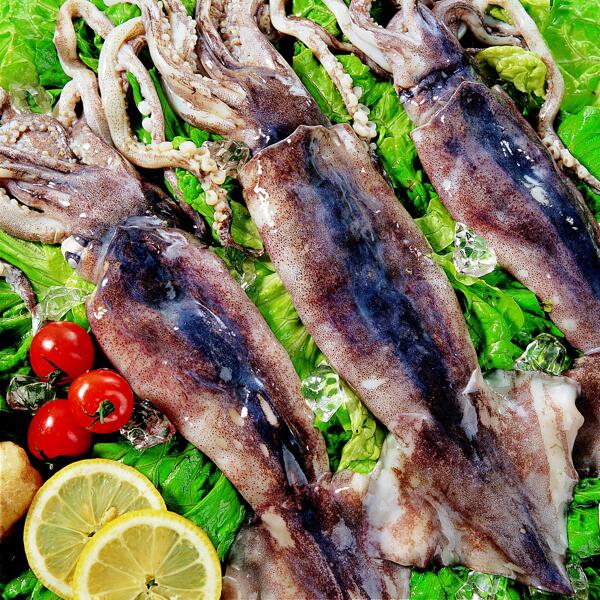 魷魚圖片
