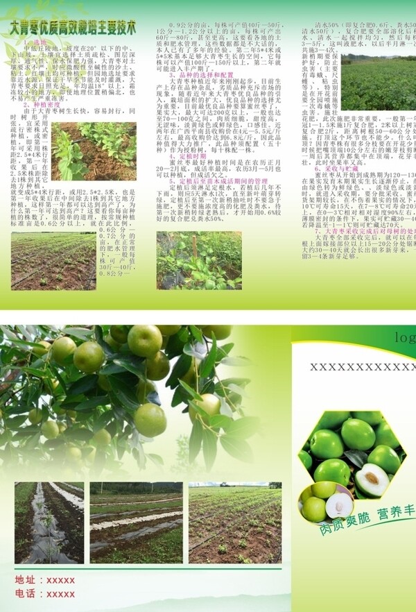 蜜絲棗樹