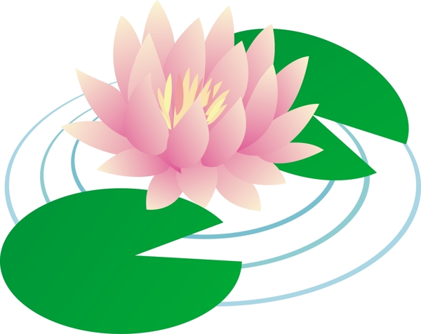 荷花圖片
