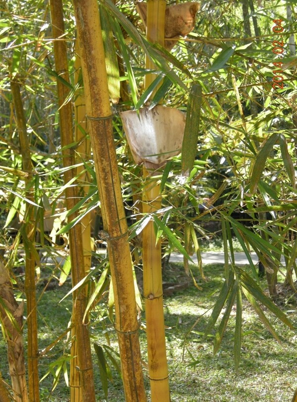竹子圖片