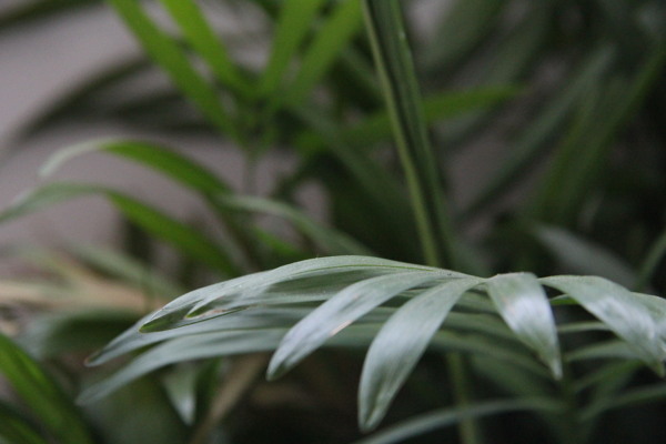 植物圖片