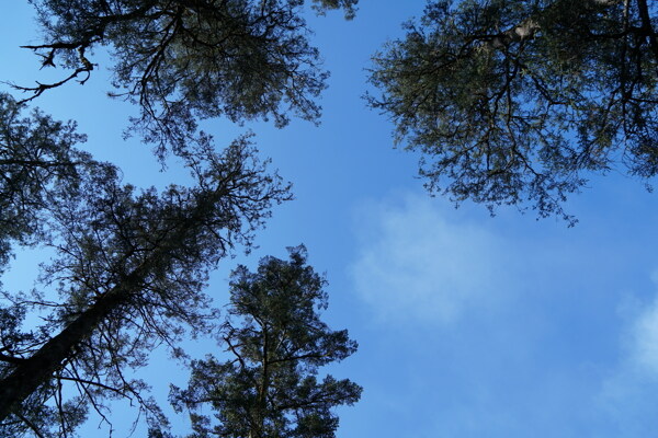天空下的树冠