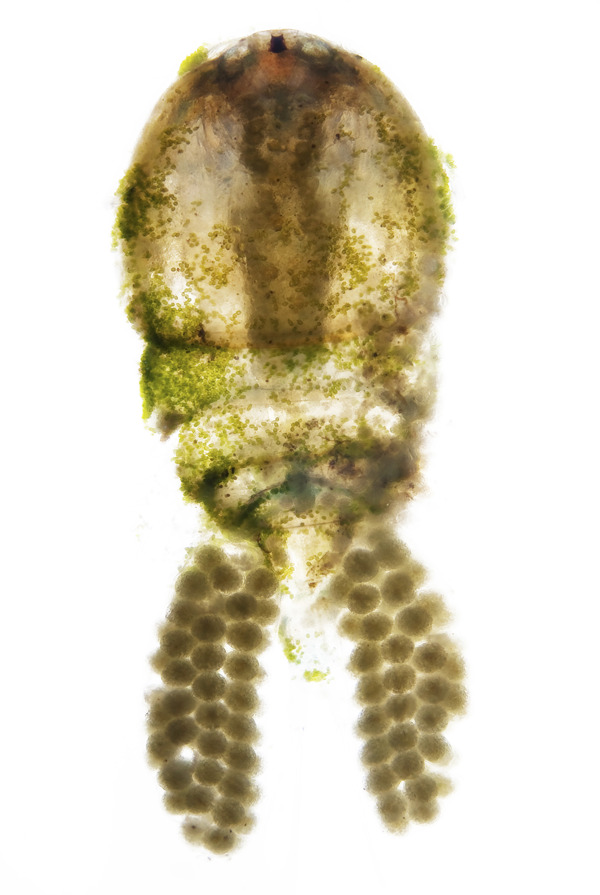 浮游生物