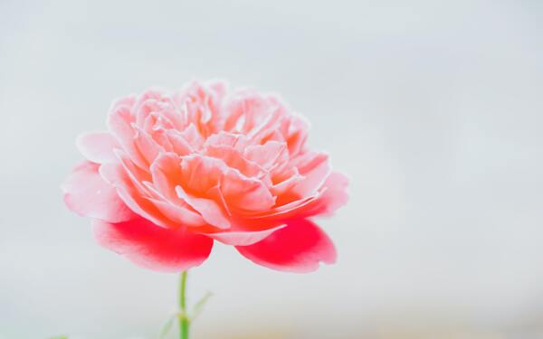 花朵