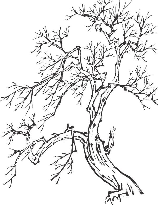 樹