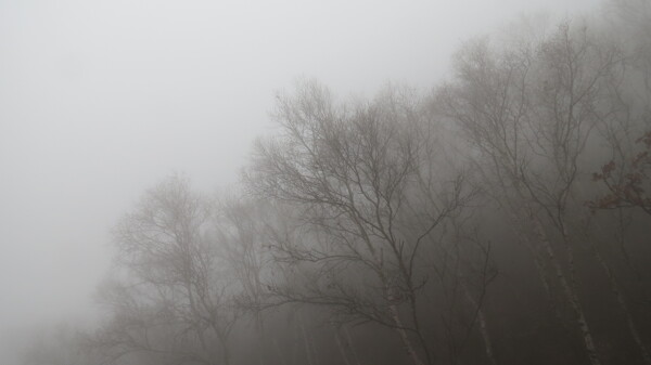白桦迷雾图片