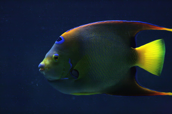 海底中的魚圖片