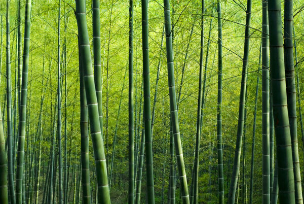 翠绿的竹子竹林景色