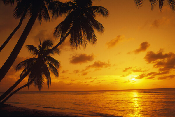 金黄色的海边落日美景图片图片