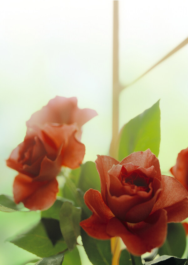紅花特寫圖片