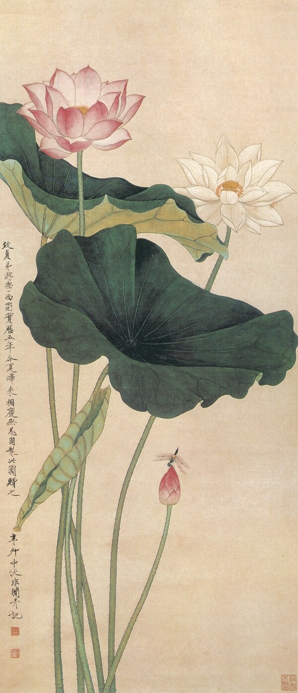 荷花圖片