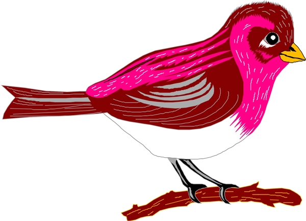 矢量逼真鳥類動物212