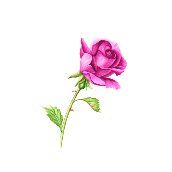 位圖植物寫意花卉花朵玫瑰免費(fèi)素材