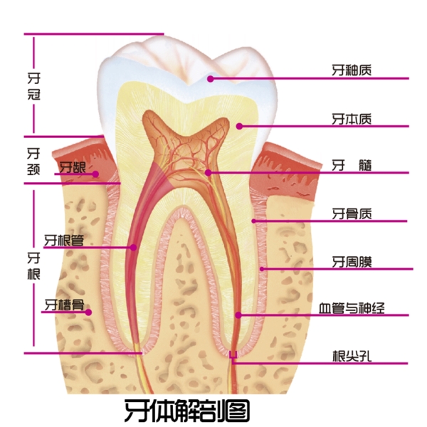 口腔牙齒解剖圖醫(yī)學(xué)醫(yī)院教育展板圖片