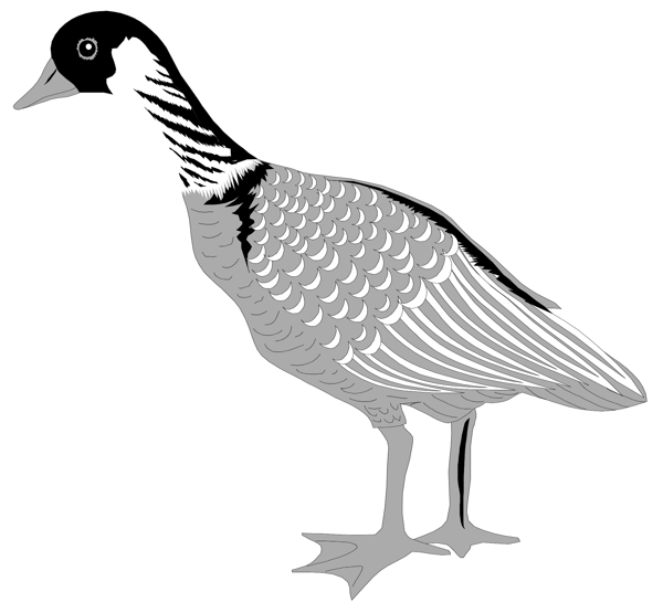 各種鳥類鳥動物矢量素材EPS格式0949
