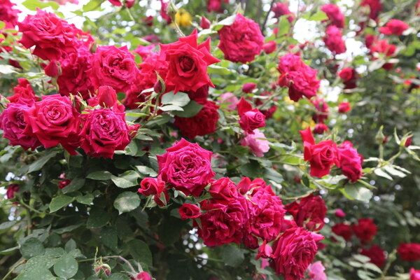 月季花
