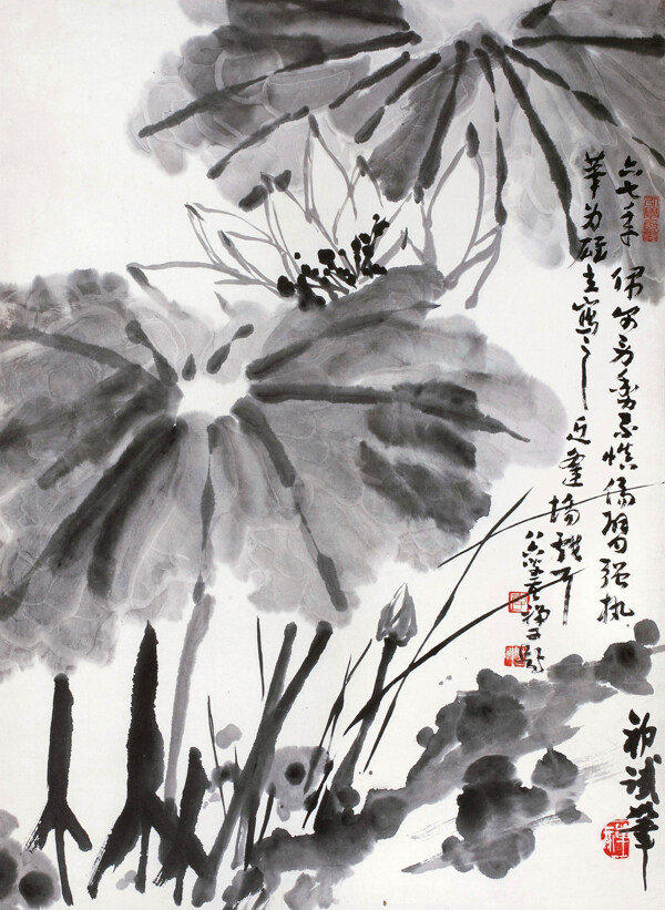 荷花圖片
