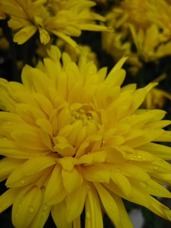 黃色菊花图片