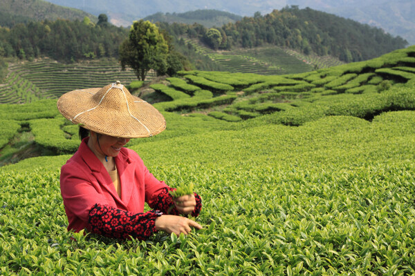 采茶女圖片