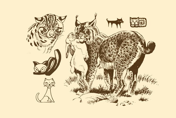 動(dòng)物圖案貓圖片