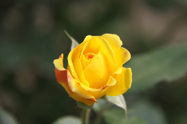 月季花圖片
