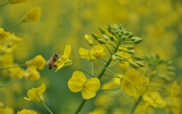黄花蜜蜂