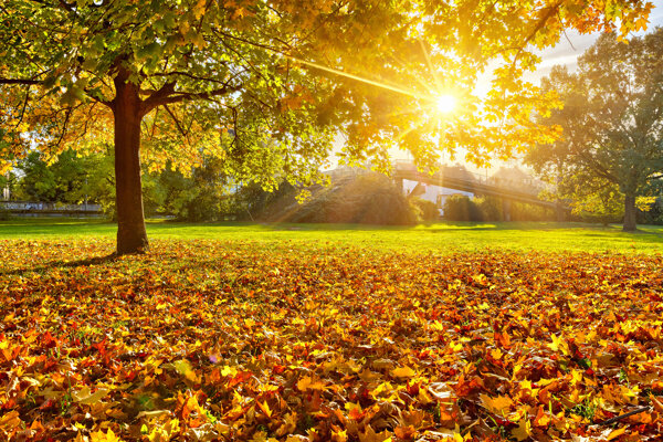 美丽秋天树林阳光风景图片