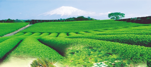 茶園