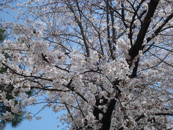 日本樱花图片