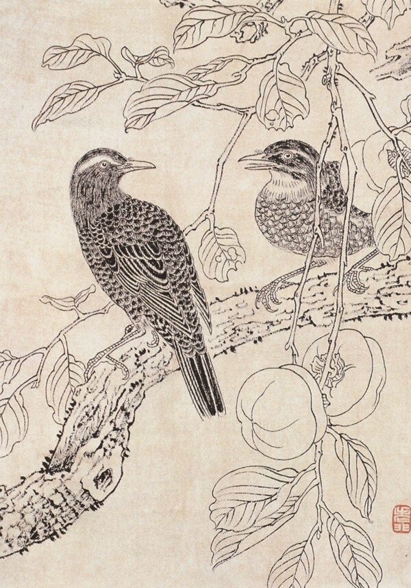 白描花鳥圖片