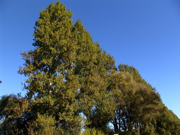 蓝天下的树林风景图片
