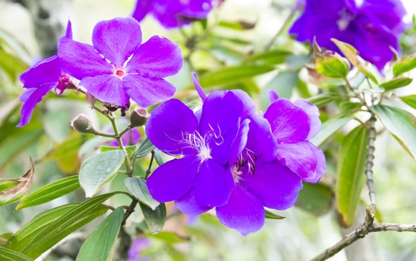 花卉摄影素材紫色野牡丹花图片