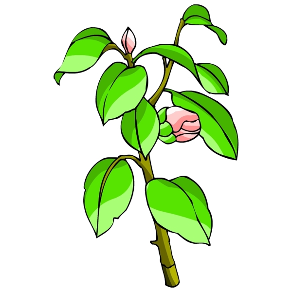 花卉古典插畫(huà)