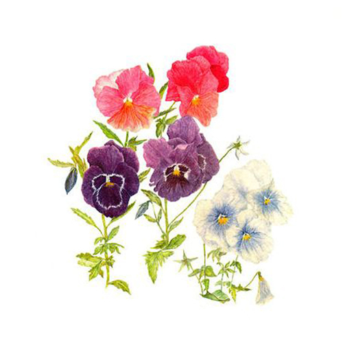 位图植物写意花卉花朵蝴蝶兰免费素材