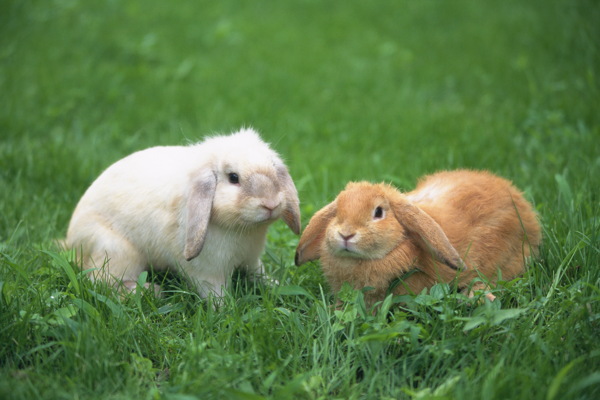 動物動物剪影動物圖片動物世界