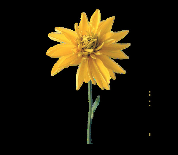 黄色菊花png元素