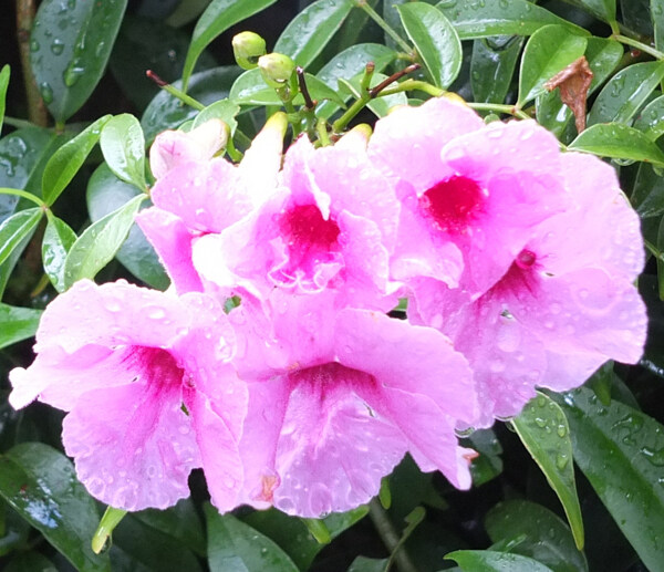 位圖植物攝影寫實(shí)花卉花朵數(shù)碼照片免費(fèi)素材