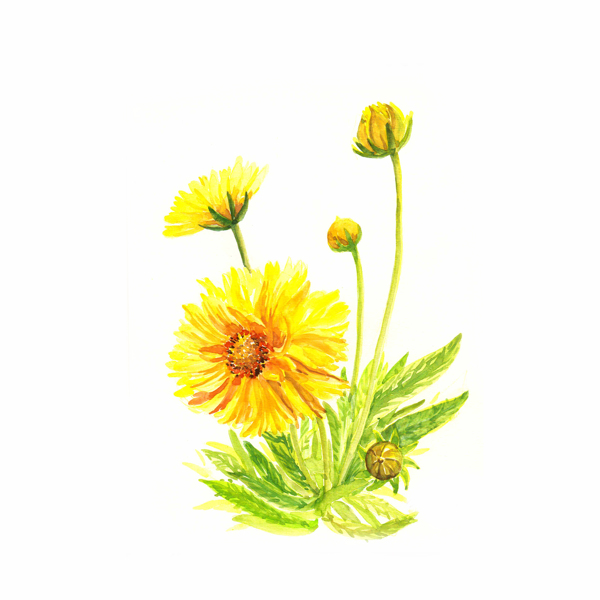 位圖寫意花卉植物花朵免費素材