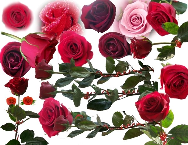 玫瑰花玫瑰紅玫瑰鮮花花朵