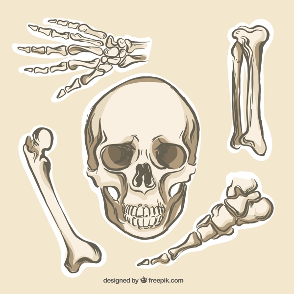 人类的骨骼收集