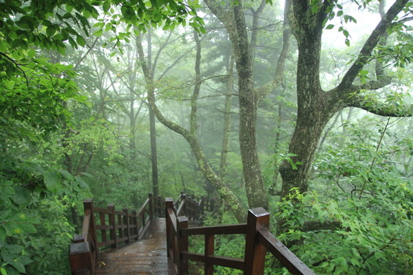 雨林圖片