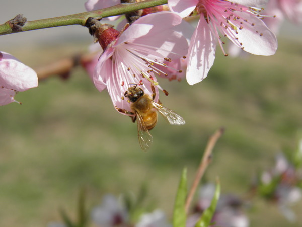 春天桃花蜜蜂花朵