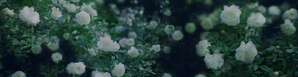 唯美花墻