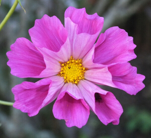 位圖植物攝影寫實(shí)花卉花朵數(shù)碼照片免費(fèi)素材
