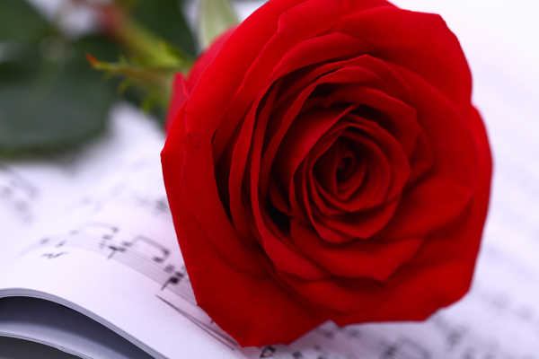 红色玫瑰花与音乐谱图片