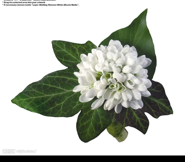 白玉蘭花束圖片