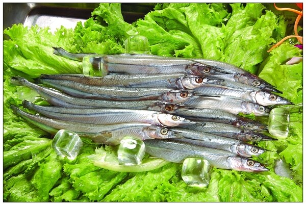 金槍魚圖片