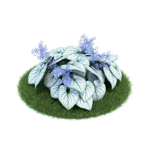 白葉植物