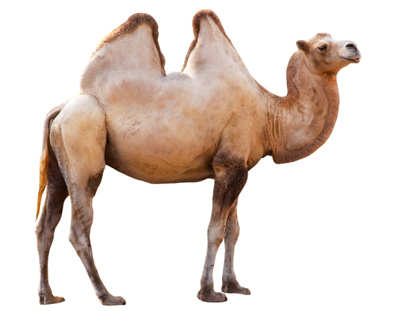 骆驼拍摄素材图片